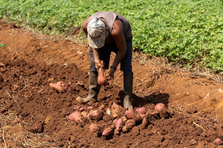 La batata lila se perfila como uno de los ingredientes con mayor potencial para el desarrollo de productos de valor añadido, como tortillas, croquetas y harinas.