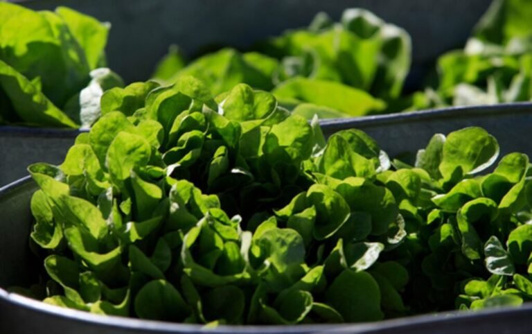 precios de lechuga
