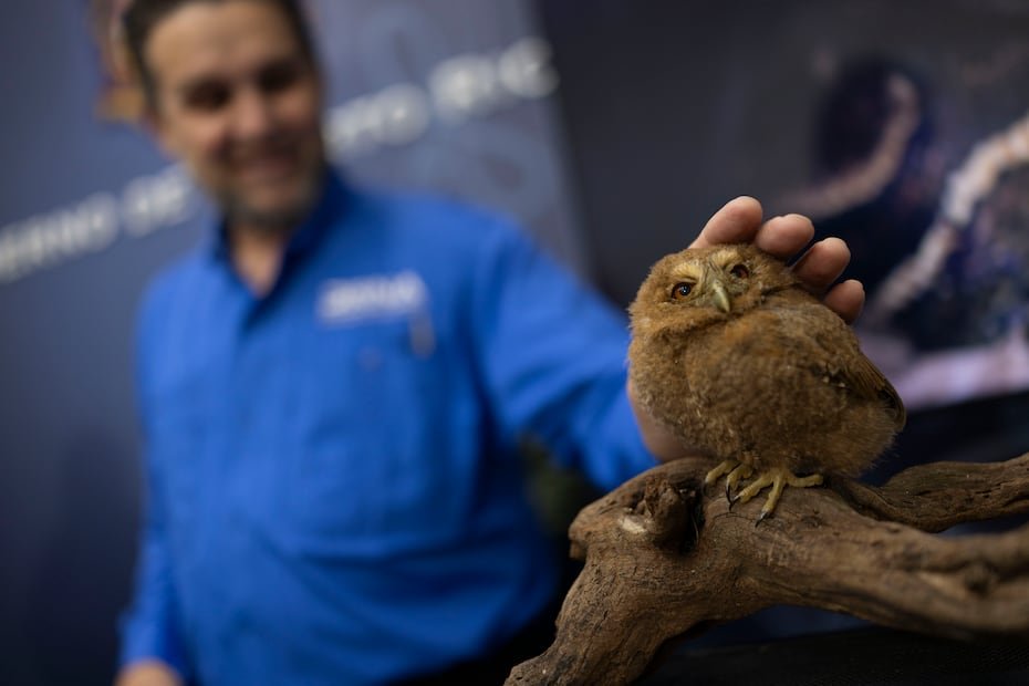 El múcaro de Puerto Rico (Megascops nudipes), una de las 19 aves endémicas del archipiélago, fue mostrado durante la conferencia del DRNA en La Fortaleza. Este pequeño búho, de apenas 9 a 10 pulgadas, representa la importancia de proteger la fauna nativa frente al avance de especies exóticas.