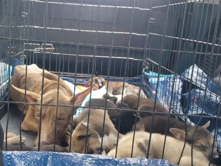 rescatan perra y cachorros Aguadilla