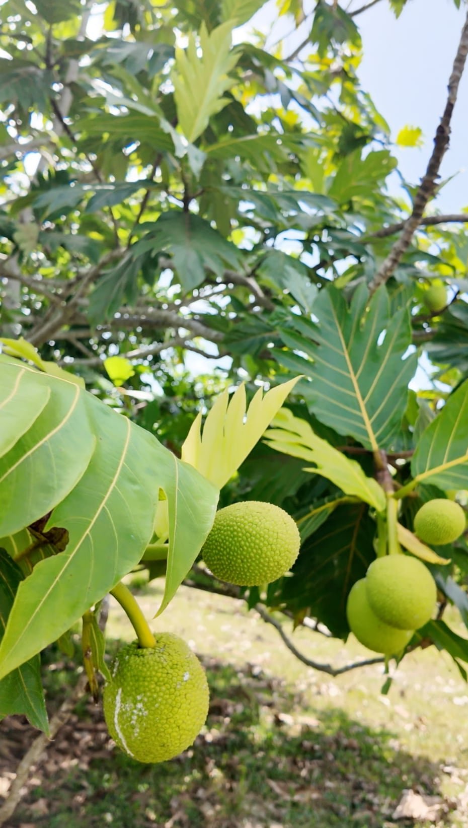 Todo comienza con la cosecha: “La fruta tarda 12 semanas desde que es flor hembra hasta que está lista”.