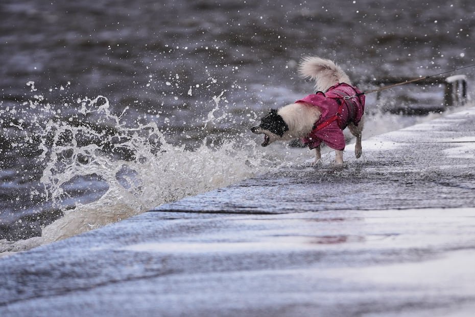 Clio, una perra mestiza de border collie de seis años, muerde la marejada ciclónica en Lakeshore Drive a lo largo del lago Pontchartrain.
