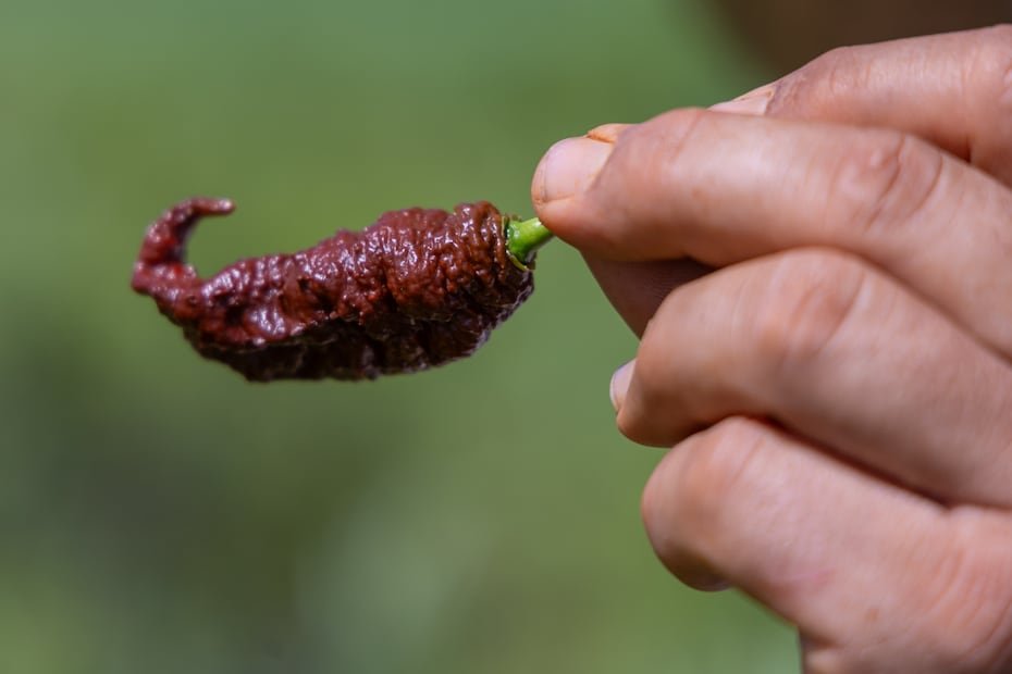 La meta de Finca Explora no es solo aumentar la producción agrícola, sino impulsar empresas capaces de transformar sus cosechas en productos con mayor valor comercial.