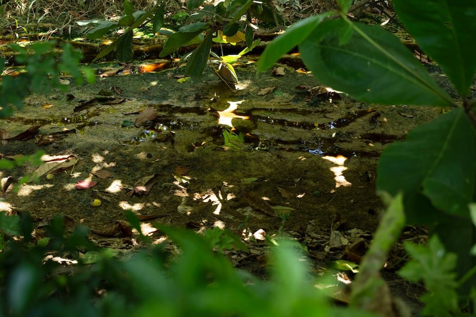 El Nuevo Día observó los lixiviados en el canal, el cual, según los vecinos, conecta con la Reserva Natural Caño Tiburones. FOTO POR: Carlos Rivera Giusti/GFR Media