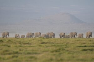 muerte de elefantes en Kenia