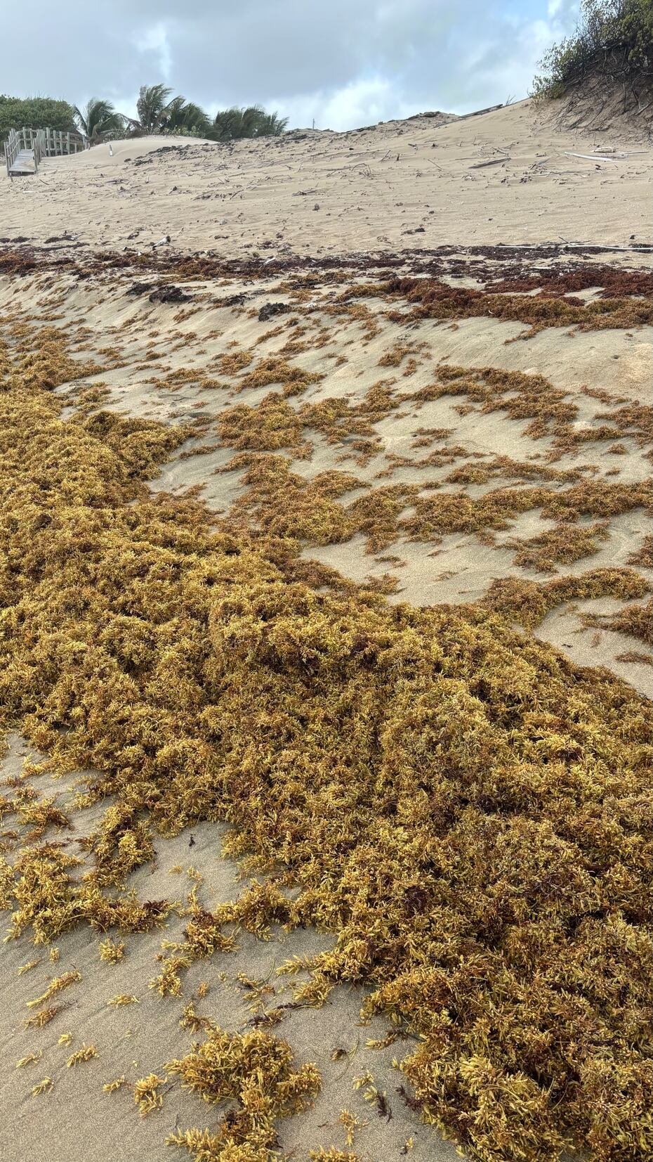 Julio Morell Rodríguez, director ejecutivo e investigador principal de CARICOOS, anticipó que este año podría registrarse una temporada de sargazo de intensidad similar a la de 2025, ante el aumento significativo de esta macroalga en el océano Atlántico al este de Puerto Rico.