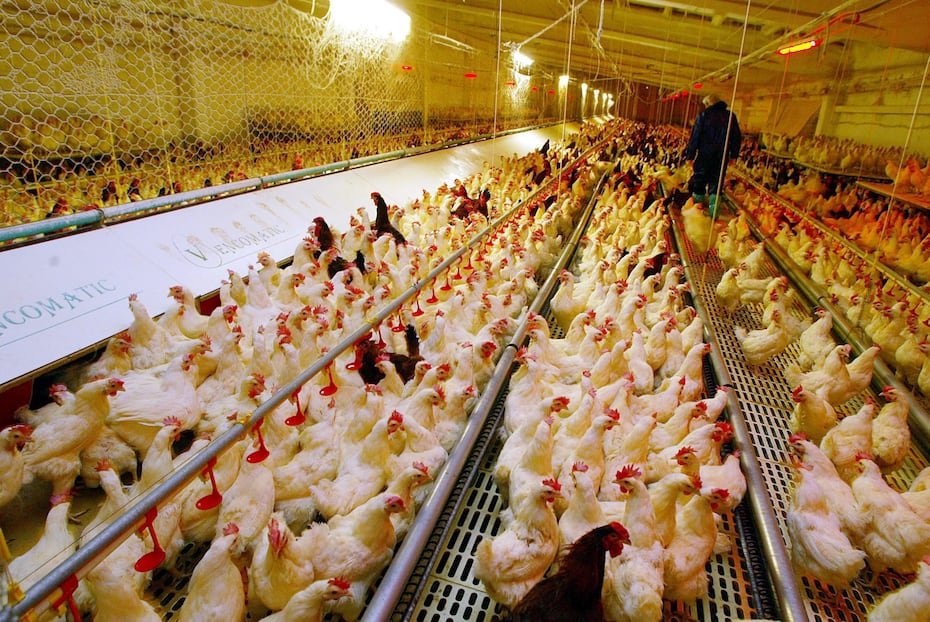 Durante la década de 1960, molestos por el avance de la producción avícola estadounidense, Francia y Alemania establecieron aranceles para desalentar la importación del producto. Estados Unidos respondió con una ronda de nuevos aranceles a bienes como el brandi y de 25% a las camionetas livianas, entre otras. EFE/BENVENUTI