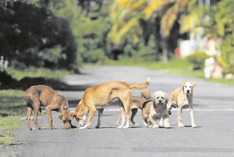 créditos contributivos animales