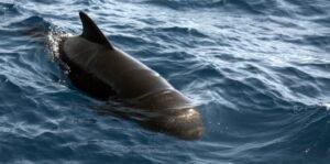ballenas piloto