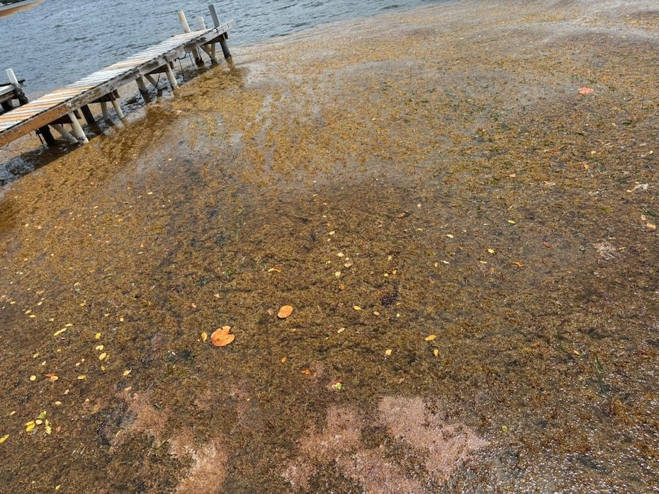 Zona afectada en Culebra por la presencia del sargazo.