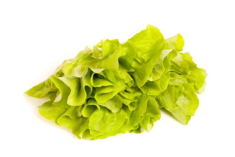 brote de ciclosporosis