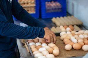sector de huevos local