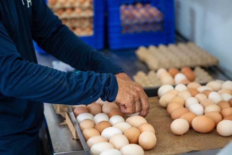 sector de huevos local