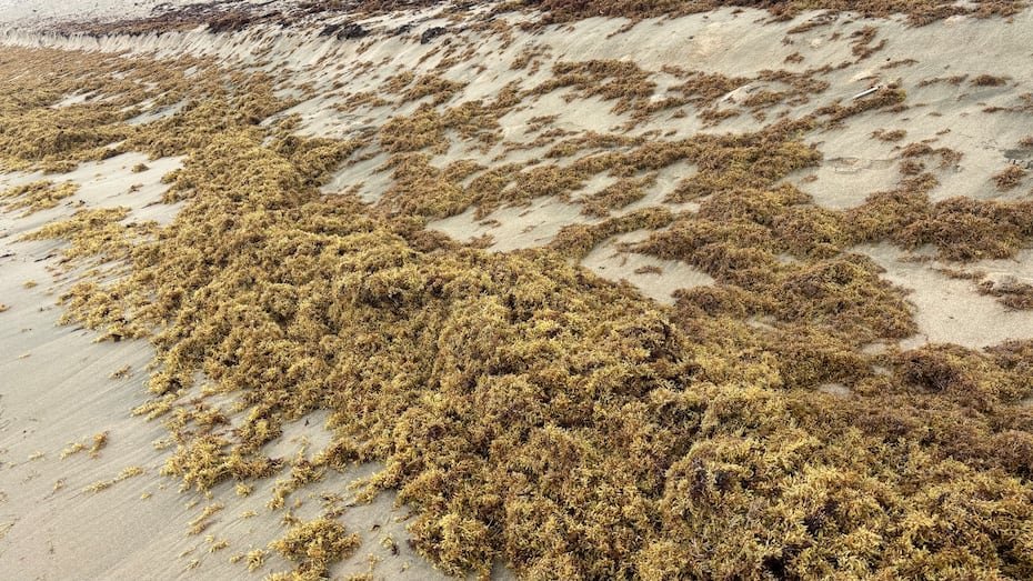 También se han observado acumulaciones en Playa Sucia, en Cabo Rojo; Guánica; La Parguera, en Lajas; y sectores de la costa norte, desde Loíza y Piñones hasta Levittown.