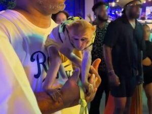 explotación animal Santurce