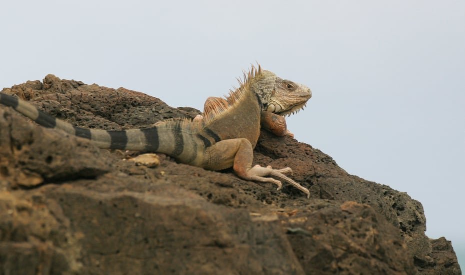 Iguana verde