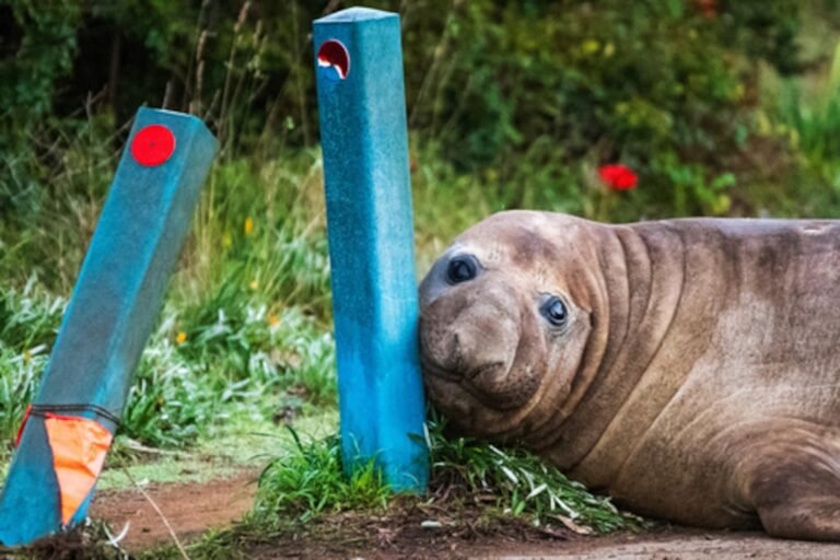 Neil la foca elefante