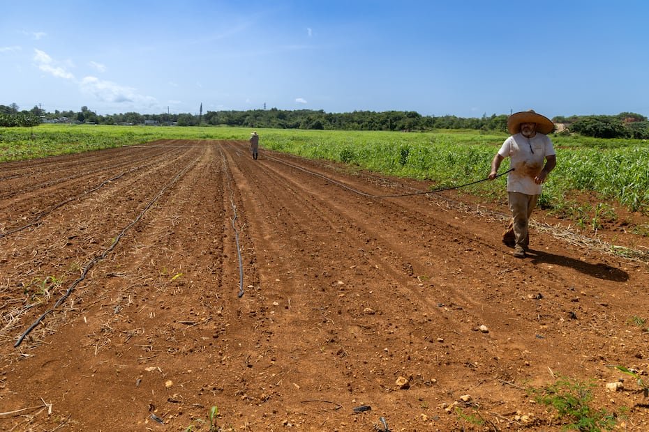 En apenas nueve años, la finca ha evolucionado de un centro dedicado a la investigación agrícola a un ecosistema donde convergen la producción de alimentos, la innovación y el emprendimiento.