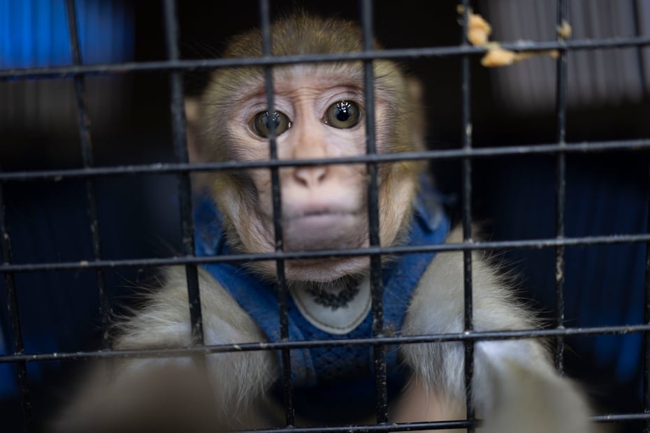 El mono rhesus, especie no nativa de Puerto Rico, fue presentado como ejemplo del tipo de fauna exótica que el DRNA busca remover del entorno natural para evitar impactos negativos en el ecosistema.