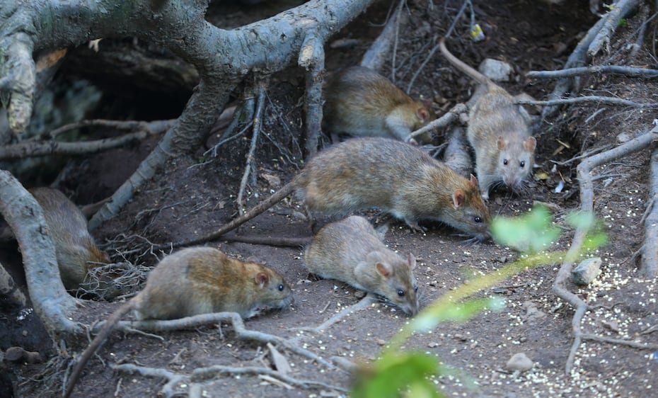 Ratas