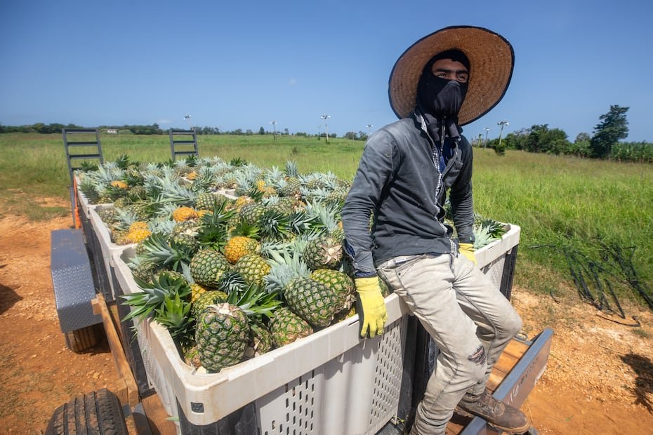 Además de ofrecer terrenos para sembrar, Finca Explora acompaña a los emprendedores en aspectos como planificación, administración y desarrollo de modelos de negocio, con el objetivo de que sus proyectos sean sostenibles.