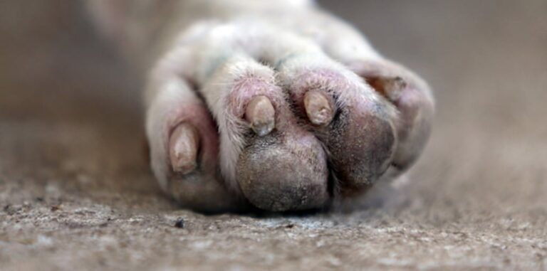 muerte de perrita Barceloneta