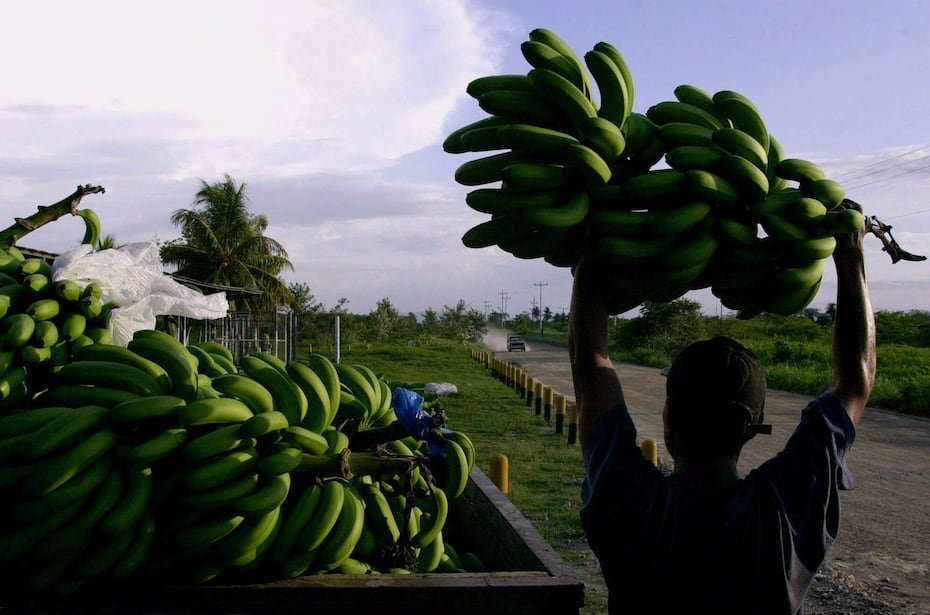 Fue una de las batallas comerciales más prolongadas y contenciosas. Las empresas productoras de bananos (guineos en Puerto Rico) objetaron los aranceles impuestos por países europeos a las exportaciones del producto provenientes de Centroamérica, particularmente de países como Honduras. En la foto, tomada el 9 de junio de 2001, un trabajador llevaba sobre sus hombros un racimo del producto agrícola en la finca La Lima en Honduras. (AP Photo/Esteban Felix)