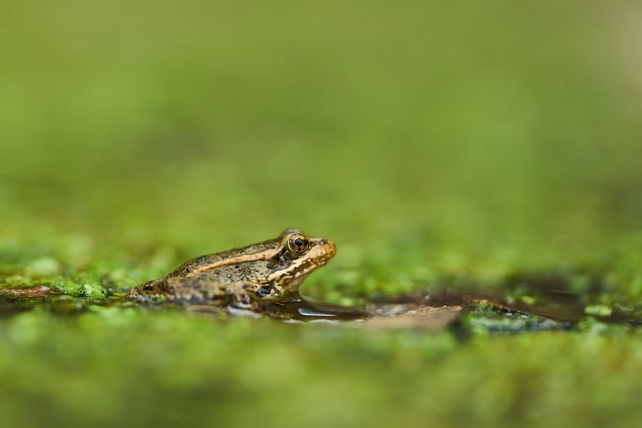 Sapo toro