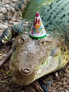 cocodrilo Fidel cumple 40 años