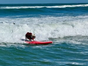 Mundial de Surf Canino