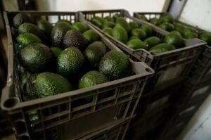exportaciones de aguacate mexicano