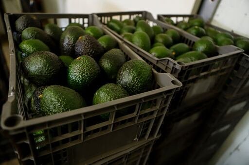 exportaciones de aguacate mexicano