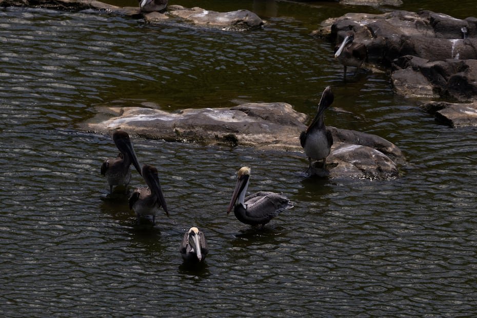 El Municipio de Trujillo Alto detalla que también es hogar de varias especies de peces –como lobina, chopa, barbudo y tilapia–, que fueron introducidas desde el vivero del Municipio de Maricao.