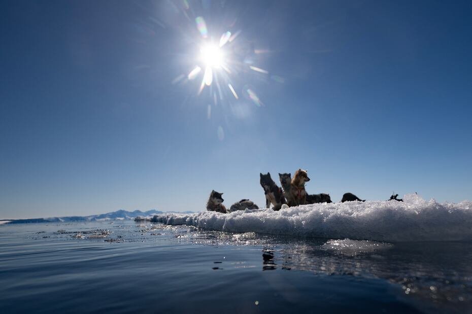 Perros de trineo descansando cerca del borde del hielo marino durante una temporada de caza de focas. En los últimos años, se produjeron las olas de calor más importantes.