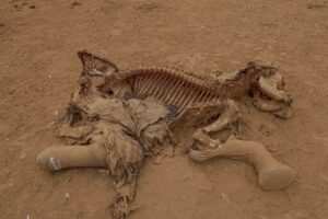 muerte de elefantes en Kenia